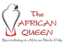 African Queen Logo